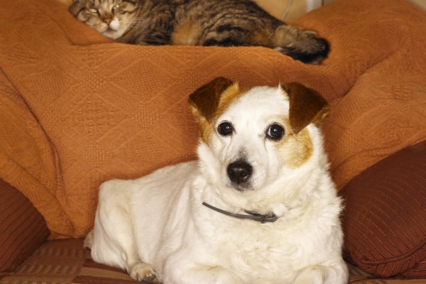 Terrier Dog  and Cat Sitting on a Sofa