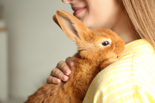 Rabbit Rescues: A Guide to Proper Rabbit Care | Kerrville Veterinary